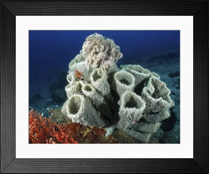 Framed Print : Variety of spiny tube sponge (Callyspongia (Cladochalina) aerizusa) and feather stars in the colourful underwater world Framed Print : Variety of spiny tube sponge (Callyspongia (Cladochalina) aerizusa) and feather stars in the colourful underwater world