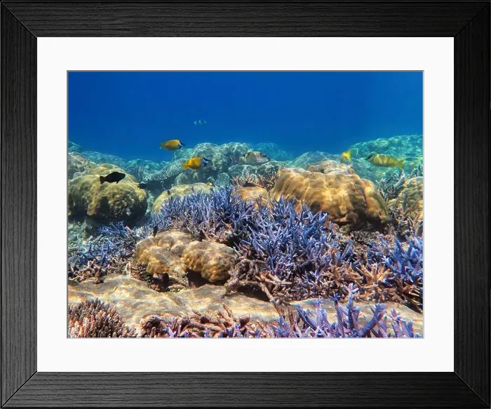 Framed Print : Indonesia Anambas Islands - Marine life in coral reef Framed Print : Indonesia Anambas Islands - Marine life in coral reef