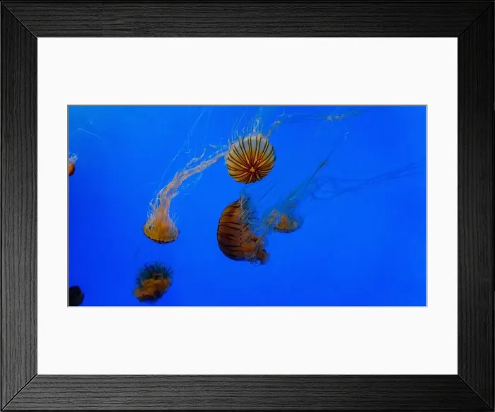Framed Print : Sea Nettle Jellyfish in an Aquarium Framed Print : Sea Nettle Jellyfish in an Aquarium