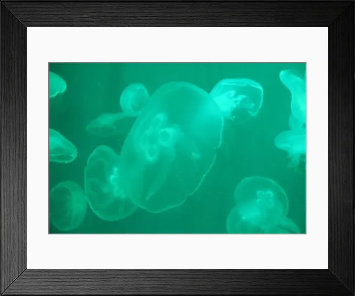 Framed Print : White illuminated silhouettes of jellyfish against the background of blue water in the pool Framed Print : White illuminated silhouettes of jellyfish against the background of blue water in the pool