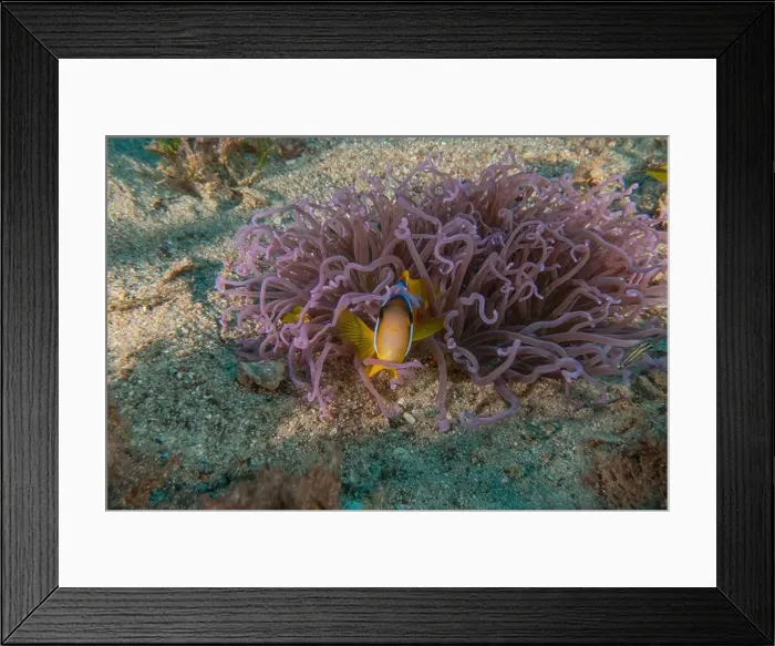 Framed Print : Clown-fish anemonefish in the Red Sea Colorful and beautiful, Eilat Israel Framed Print : Clown-fish anemonefish in the Red Sea Colorful and beautiful, Eilat Israel