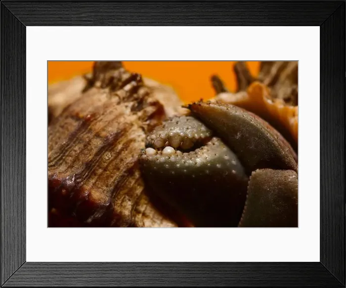 Framed Print : hermit crab Framed Print : hermit crab