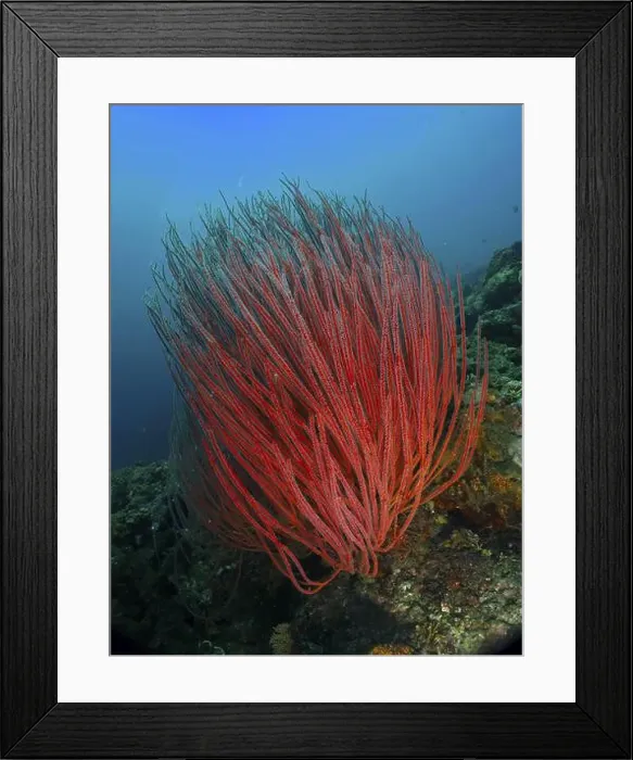 Framed Print : Bright red shrub gorgonian (Ellisella ceratophyta) growing under water Framed Print : Bright red shrub gorgonian (Ellisella ceratophyta) growing under water