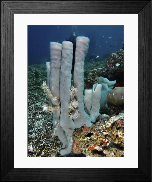 Framed Print : Large tube sponge (Haliclona (Reniera) fascigera) with feather star and fish in a reef Framed Print : Large tube sponge (Haliclona (Reniera) fascigera) with feather star and fish in a reef