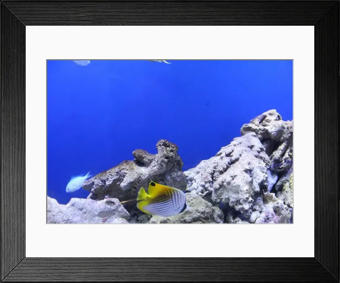 Framed Print : Heniochus acuminatus Chaetodon auriga is a small yellow-white fish close-up. Fauna in the aquarium Framed Print : Heniochus acuminatus Chaetodon auriga is a small yellow-white fish close-up. Fauna in the aquarium