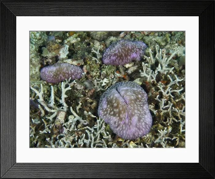 Framed Print : Purple mushroom corals (Fungia fungites) on the seabed Framed Print : Purple mushroom corals (Fungia fungites) on the seabed