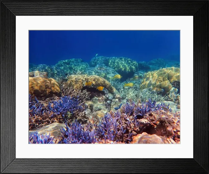 Framed Print : Indonesia Anambas Islands - Marine life in coral reef Framed Print : Indonesia Anambas Islands - Marine life in coral reef