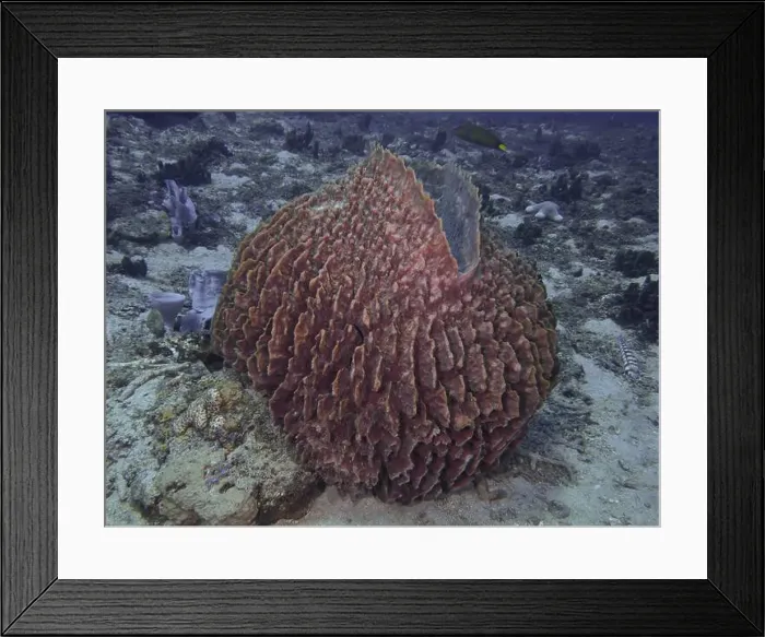 Framed Print : Barrel sponge, barrel sponge (Xestospongia testudinaria) on the sandy seabed Framed Print : Barrel sponge, barrel sponge (Xestospongia testudinaria) on the sandy seabed