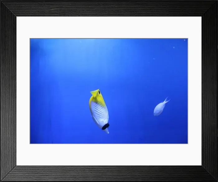Framed Print : MHeniochus acuminatus Chaetodon auriga is a yellow white fish in the aquarium Framed Print : MHeniochus acuminatus Chaetodon auriga is a yellow white fish in the aquarium