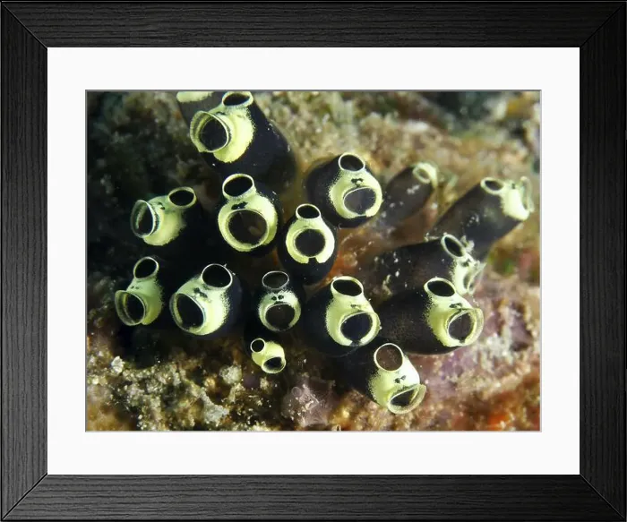 Framed Print : Close-up of sea squirts with dark colouring Framed Print : Close-up of sea squirts with dark colouring