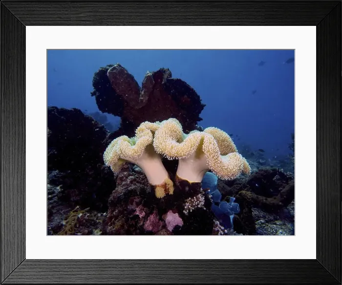 Framed Print : Large, soft coral, mushroom leather coral (Sarcophyton glaucum) Framed Print : Large, soft coral, mushroom leather coral (Sarcophyton glaucum)