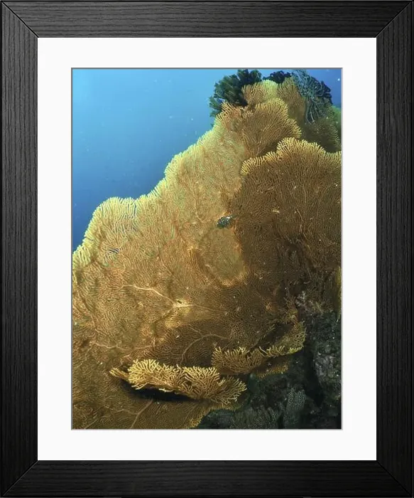 Framed Print : Large giant fan coral (Annella mollis) with fanned structures in clear water Framed Print : Large giant fan coral (Annella mollis) with fanned structures in clear water