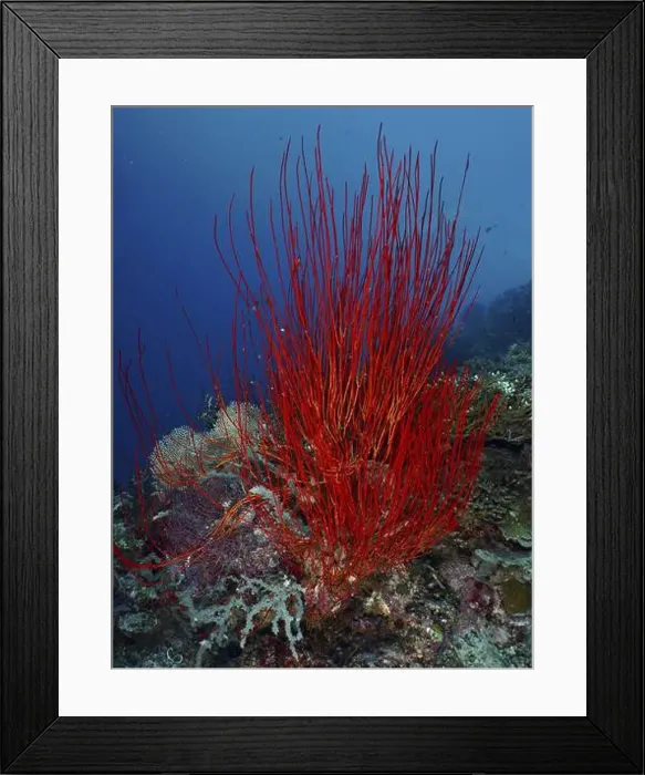 Framed Print : Bright red shrub gorgonian, Rutengorgonie (Ellisella ceratophyta) rises under water Framed Print : Bright red shrub gorgonian, Rutengorgonie (Ellisella ceratophyta) rises under water
