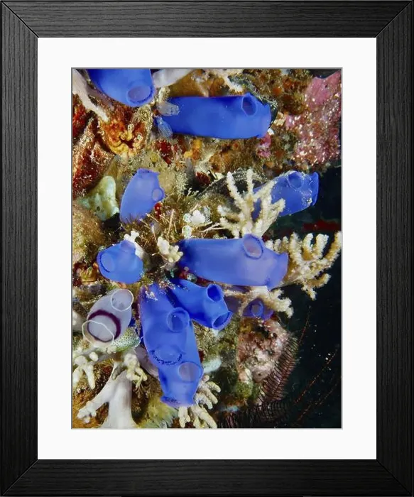 Framed Print : Living Blue Sea Squirts (Clavelina coerulea) in the reef Framed Print : Living Blue Sea Squirts (Clavelina coerulea) in the reef
