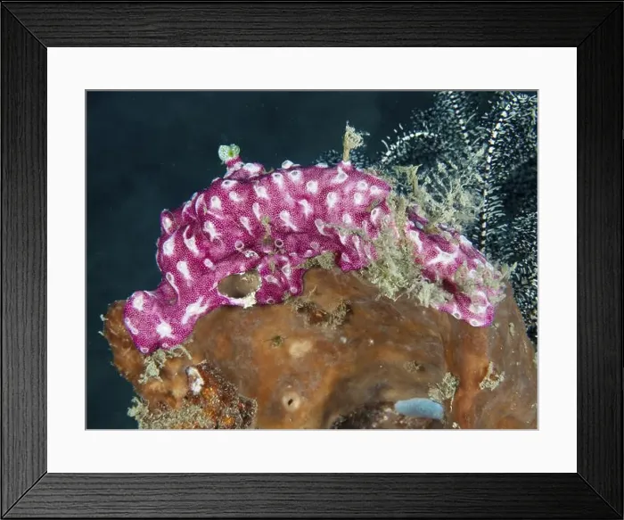 Framed Print : Pink mat sea squirt (Didemnum membranaceum) Framed Print : Pink mat sea squirt (Didemnum membranaceum)