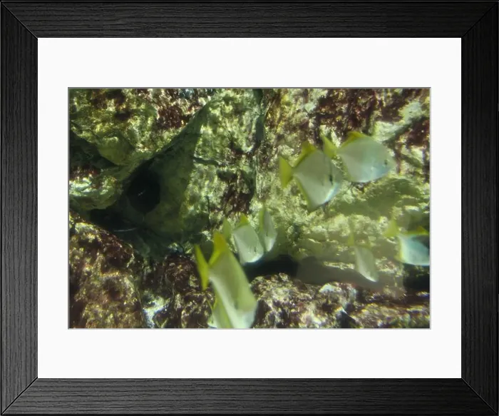 Framed Print : Close-up of Monodactylidae Monodactylus argenteus on a background of rocks Framed Print : Close-up of Monodactylidae Monodactylus argenteus on a background of rocks