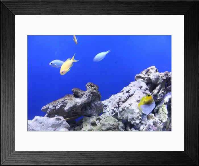 Framed Print : Heniochus acuminatus Chaetodon auriga fish in blue water close-up. Fish in the aquarium Framed Print : Heniochus acuminatus Chaetodon auriga fish in blue water close-up. Fish in the aquarium