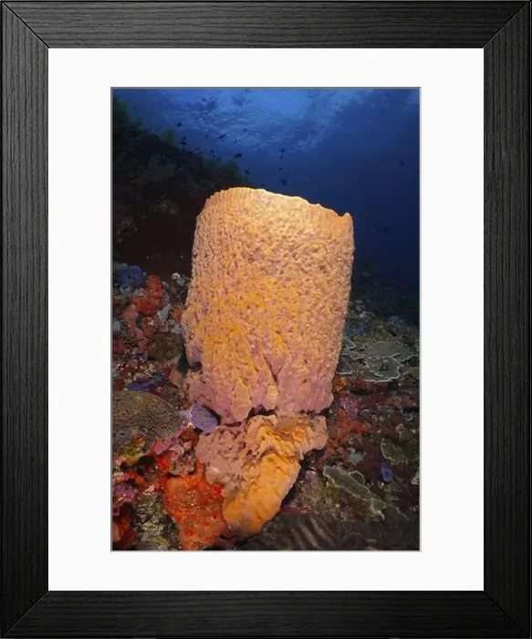 Framed Print : Orange Barrel sponge, barrel sponge (Xestospongia testudinaria) in the colourful seabed