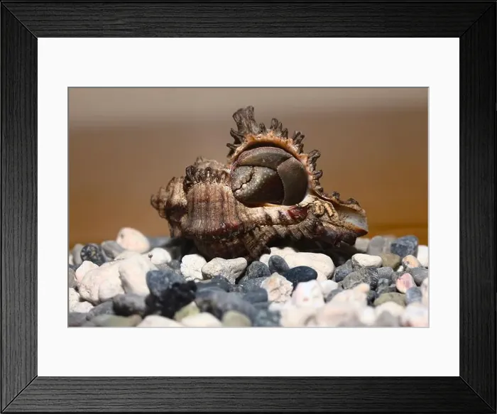 Framed Print : hermit crab