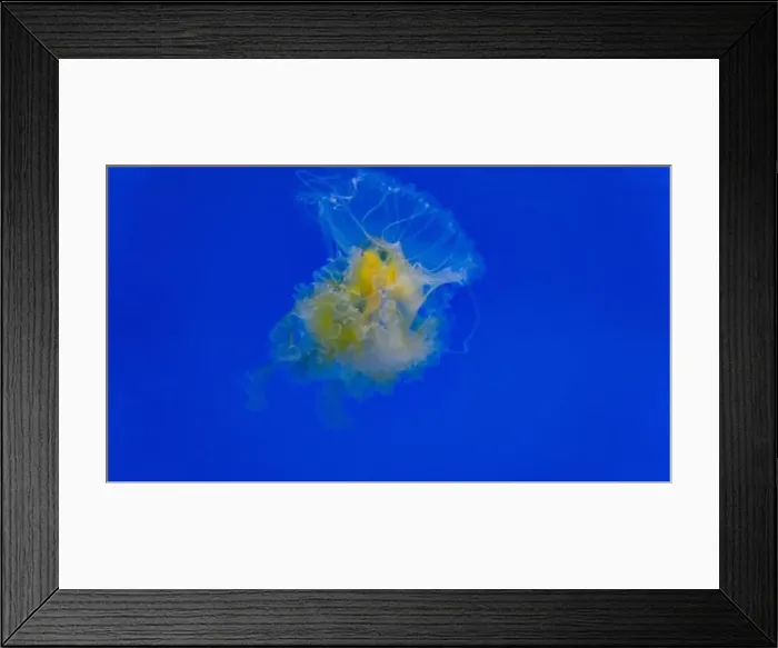Framed Print : Egg Yolk Jellyfish floating solo Framed Print : Egg Yolk Jellyfish floating solo