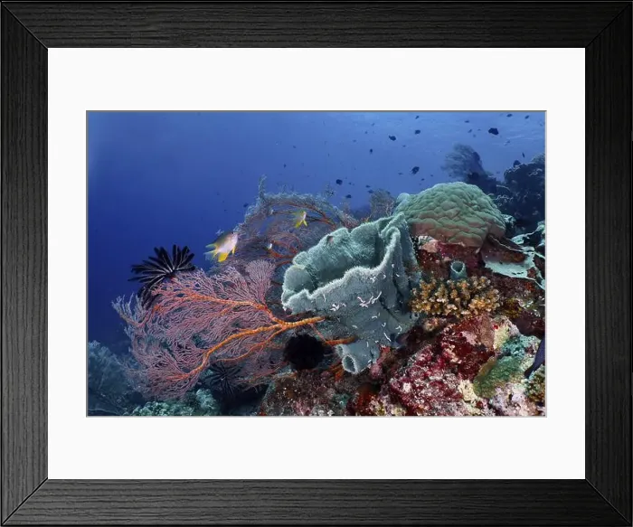 Framed Print : Various marine animals and corals in vivid colours Framed Print : Various marine animals and corals in vivid colours