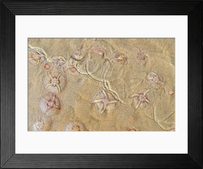 Framed Print : Jellyfish on the beach under the sunlight Framed Print : Jellyfish on the beach under the sunlight