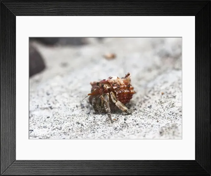 Framed Print : hermit crab Framed Print : hermit crab
