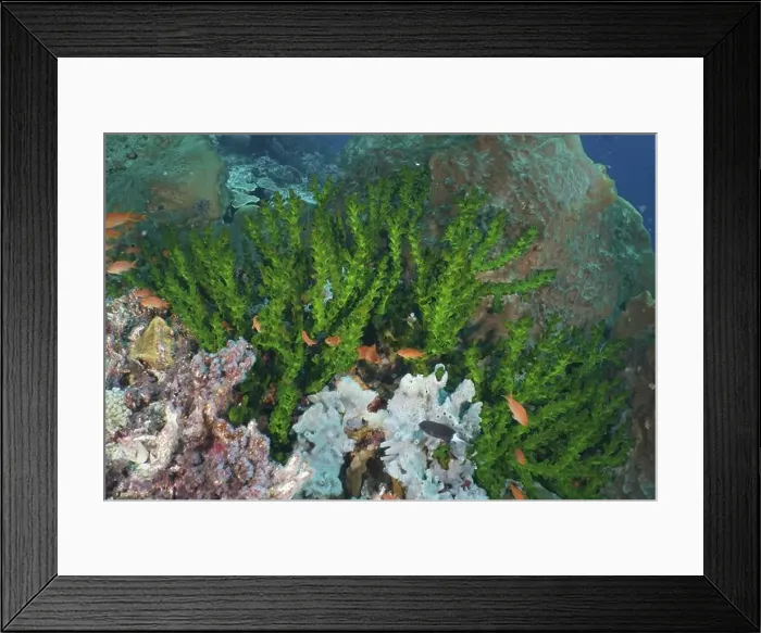 Framed Print : Black cup coral (Tubastraea micranthus) surrounded by small fish in a colourful reef Framed Print : Black cup coral (Tubastraea micranthus) surrounded by small fish in a colourful reef