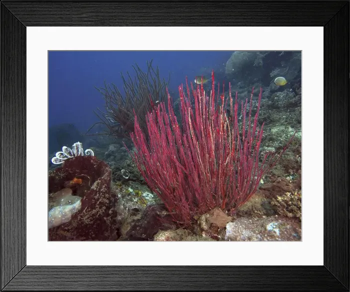 Framed Print : Red bush gorgonian (Ellisella ceratophyta) in an underwater habitat with clear water and natural surroundings Framed Print : Red bush gorgonian (Ellisella ceratophyta) in an underwater habitat with clear water and natural surroundings