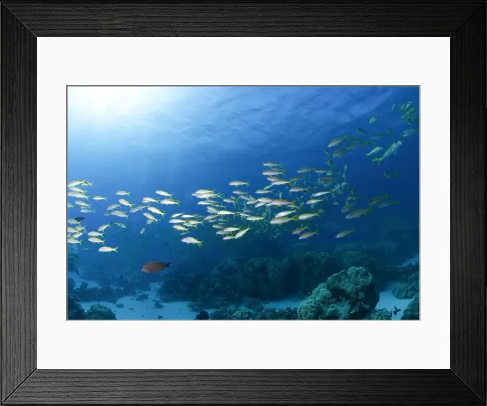 Framed Print : School of yellowfin goatfish (Mulloides vanicolensis) in the Red Sea