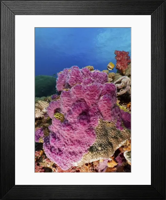 Framed Print : Purple ray sponge (Chalinula nematifera) in a colourful ocean environment with clear water Framed Print : Purple ray sponge (Chalinula nematifera) in a colourful ocean environment with clear water