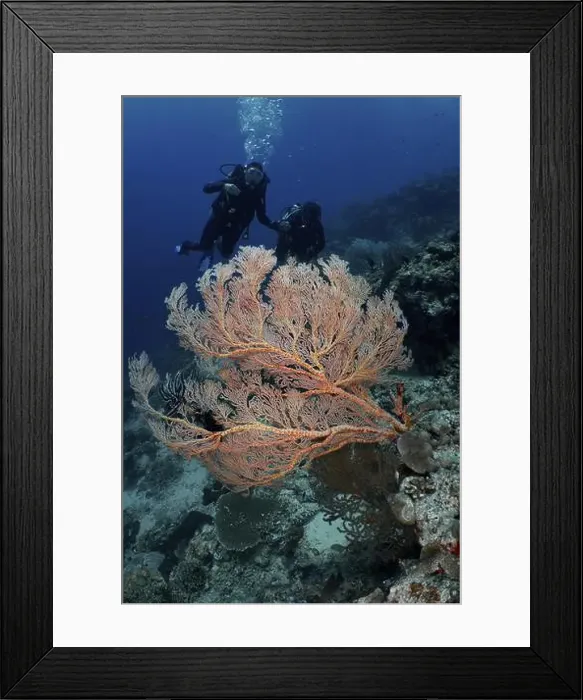 Framed Print : Divers explore a large giant fan coral (Annella mollis) in deep blue water Framed Print : Divers explore a large giant fan coral (Annella mollis) in deep blue water