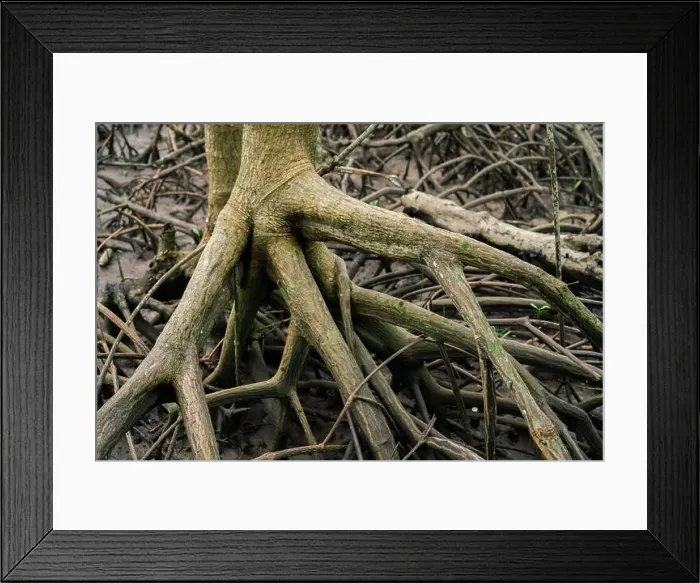 Framed Print : Mangrove roots in tropical coastal forest Framed Print : Mangrove roots in tropical coastal forest