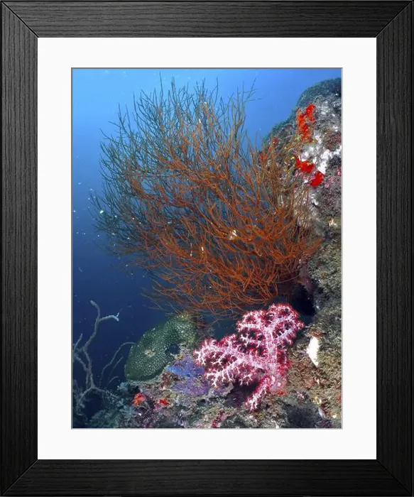 Framed Print : Black coral (Antipathes dichotoma) on a diverse underwater reef, dive site Pidada, Penyapangan, Bali, Indonesia, Asia Framed Print : Black coral (Antipathes dichotoma) on a diverse underwater reef, dive site Pidada, Penyapangan, Bali, Indonesia, Asia