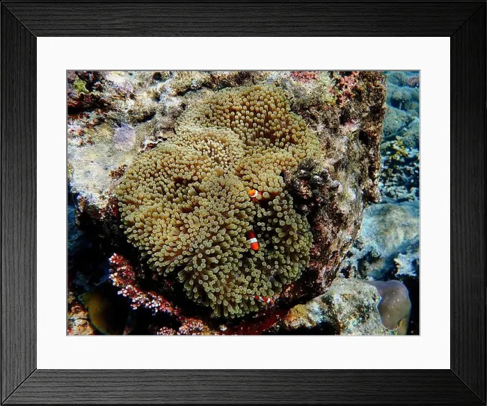 Framed Print : Indonesia Anambas Islands - Clownfish and Sea Anemone - Amphiprioninae Framed Print : Indonesia Anambas Islands - Clownfish and Sea Anemone - Amphiprioninae