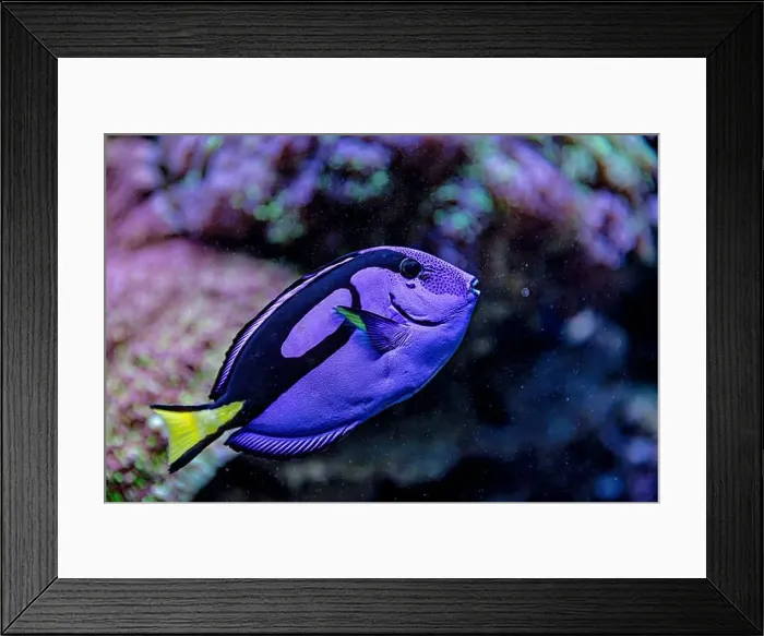 Framed Print : An Saltwater Fish Tank with Coral and Fish Framed Print : An Saltwater Fish Tank with Coral and Fish