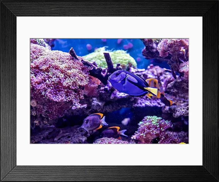Framed Print : An Saltwater Fish Tank with Coral and Fish Framed Print : An Saltwater Fish Tank with Coral and Fish