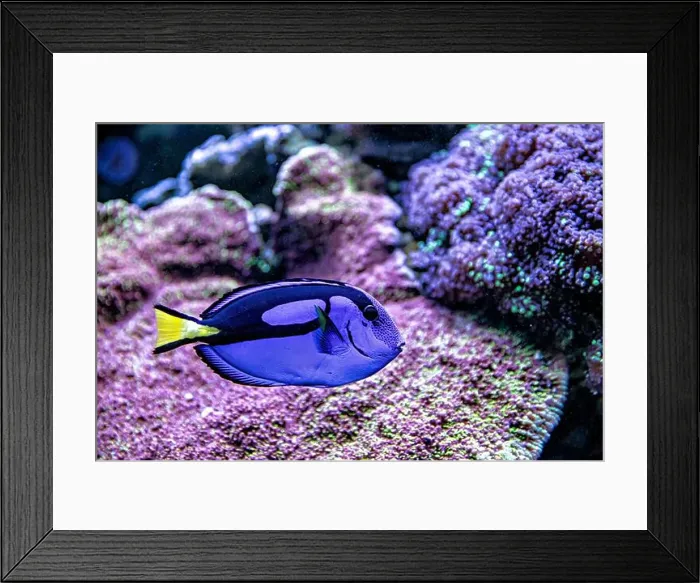 Framed Print : An Saltwater Fish Tank with Coral and Fish Framed Print : An Saltwater Fish Tank with Coral and Fish