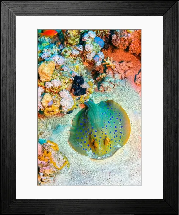 Framed Print : Blue Spotted Ribbontail Ray, Taeniura lymma, Coral Reef, Red Sea, Egypt, Africa Framed Print : Blue Spotted Ribbontail Ray, Taeniura lymma, Coral Reef, Red Sea, Egypt, Africa