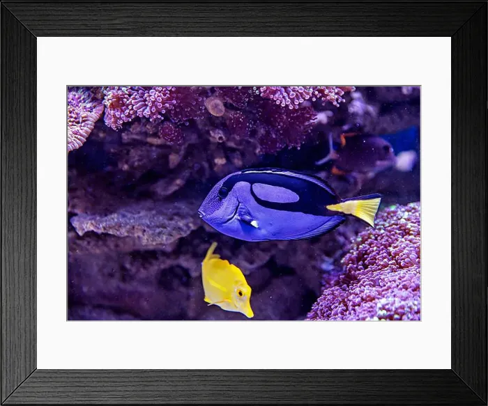 Framed Print : An Saltwater Fish Tank with Coral and Fish Framed Print : An Saltwater Fish Tank with Coral and Fish