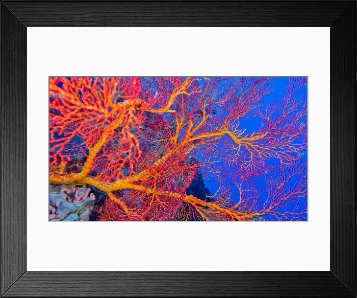 Framed Print : Sea Fan, Sea Whips, Gorgonian, Reef Building Corals Framed Print : Sea Fan, Sea Whips, Gorgonian, Reef Building Corals