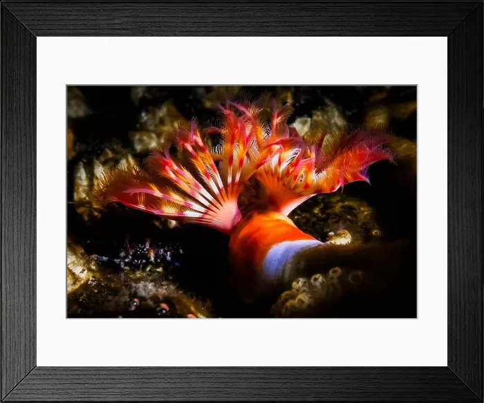 Framed Print : Red-trumpet Calcareous Tubeworm Framed Print : Red-trumpet Calcareous Tubeworm