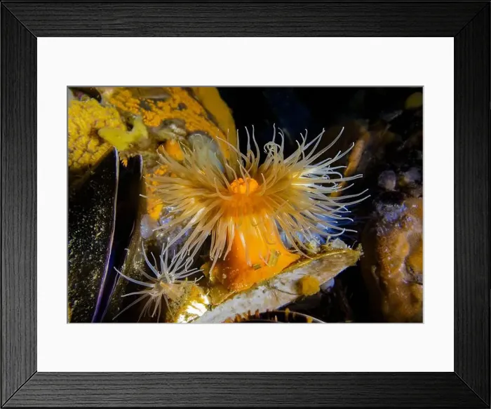 Framed Print : Short Plumose Anemone, Metridium dianthus Framed Print : Short Plumose Anemone, Metridium dianthus