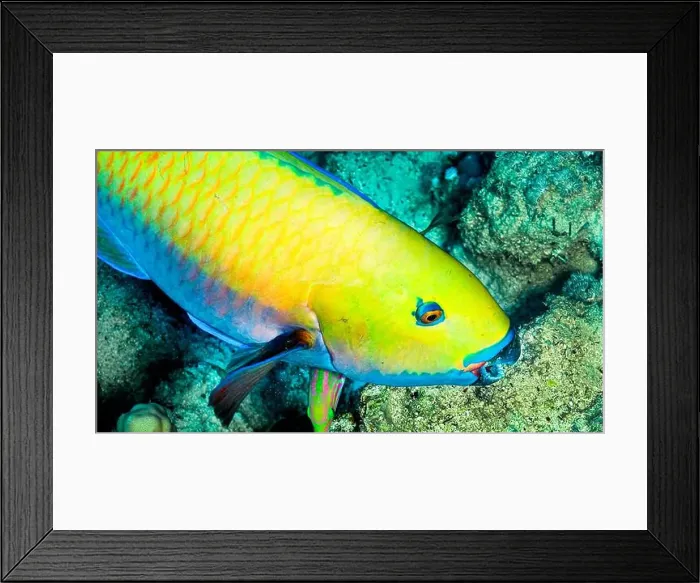 Framed Print : Steephead Parrotfish, Heavybeak Parrotfish, Chlorurus gibbus, Coral Reef, Red Sea, Egypt, Africa Framed Print : Steephead Parrotfish, Heavybeak Parrotfish, Chlorurus gibbus, Coral Reef, Red Sea, Egypt, Africa