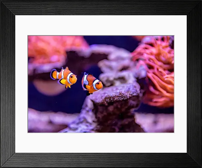 Framed Print : An Saltwater Fish Tank with Coral and Fish Framed Print : An Saltwater Fish Tank with Coral and Fish