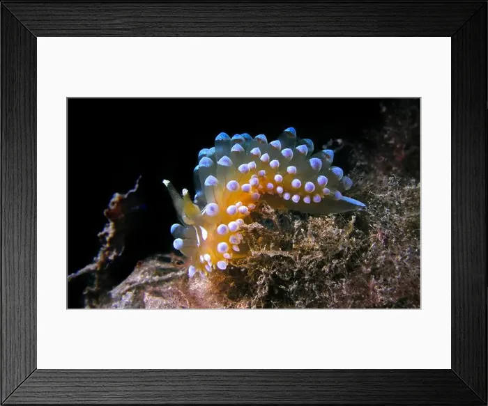 Framed Print : Sea Slug, Nudibranch, Janolus cristatus Framed Print : Sea Slug, Nudibranch, Janolus cristatus