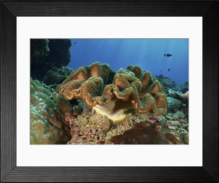 Framed Print : Mushroom leather coral (Sarcophyton glaucum) spreading on a rock in the clear sea Framed Print : Mushroom leather coral (Sarcophyton glaucum) spreading on a rock in the clear sea