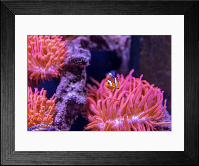 Framed Print : An Saltwater Fish Tank with Coral and Fish Framed Print : An Saltwater Fish Tank with Coral and Fish