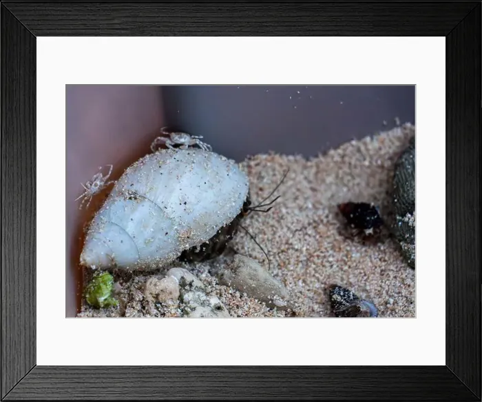 Framed Print : Exploring a coastal habitat with crabs and a hermit crab on the sand