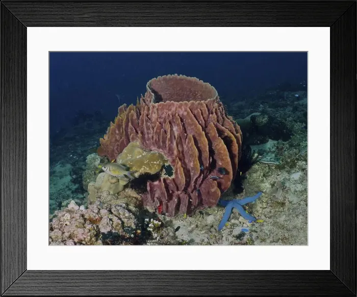 Framed Print : Barrel sponge, barrel sponge (Xestospongia testudinaria) with blue starfish (blue Linckia laevigata) in the ocean Framed Print : Barrel sponge, barrel sponge (Xestospongia testudinaria) with blue starfish (blue Linckia laevigata) in the ocean